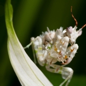 The most beautiful praying mantises