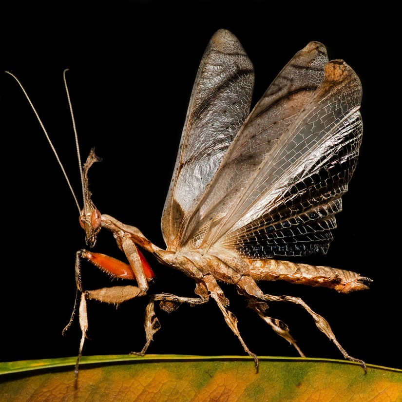 The most beautiful praying mantises