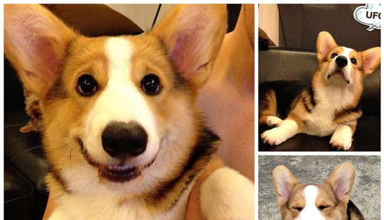 The most emotional dog on Instagram