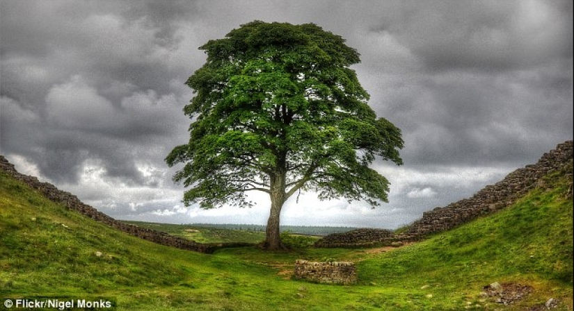 The most famous trees in the world, famous in film, music and painting