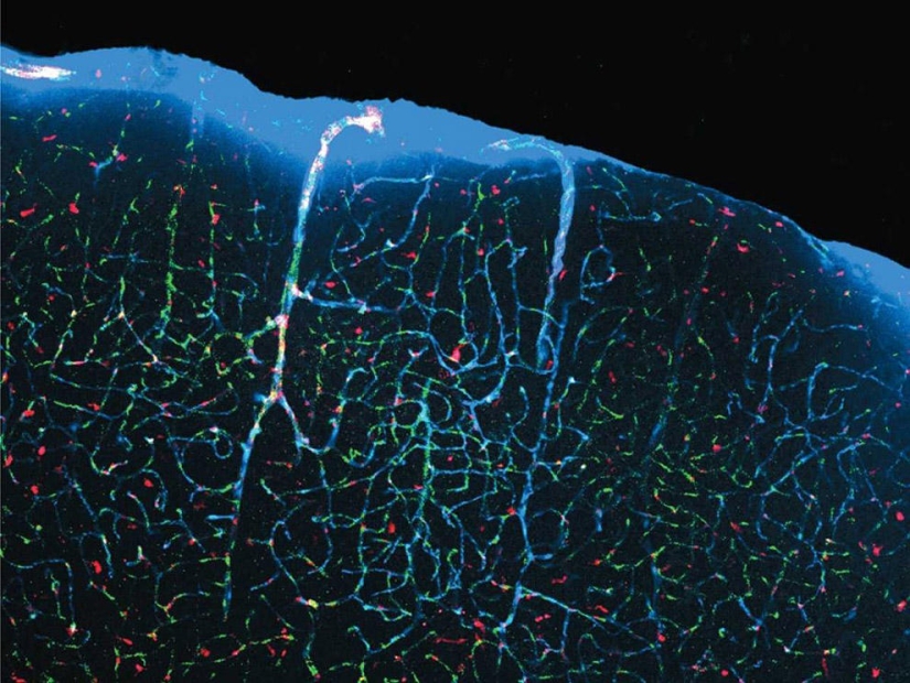 The most incredible scientific photos of the outgoing year