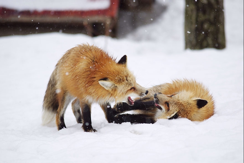 The most mimimish place on earth is the Japanese village of foxes