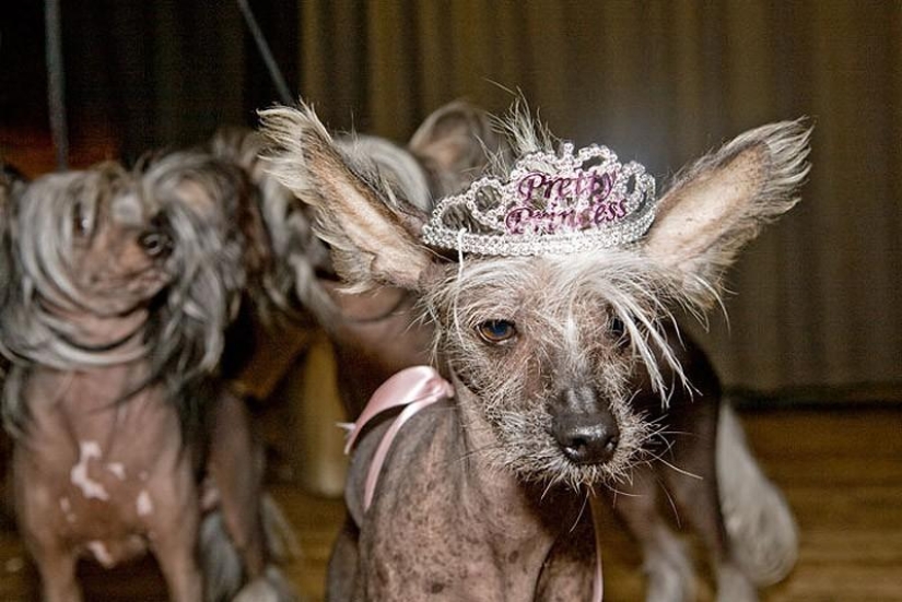 The most photogenic Chinese Crested - Chini
