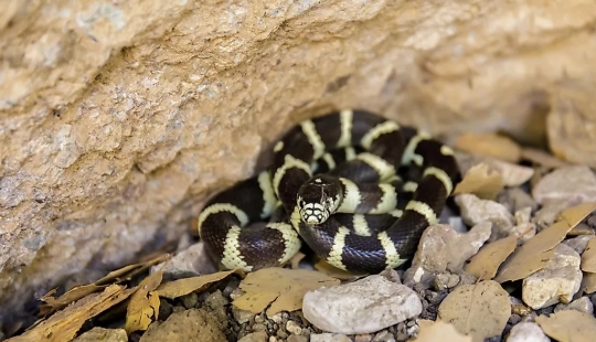 The Most Snake Infested Lakes In California