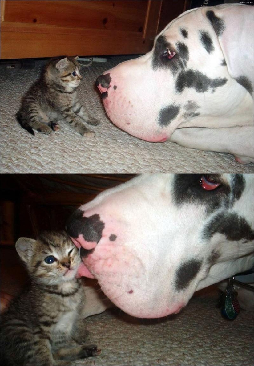 The most touching examples of friendship among animals