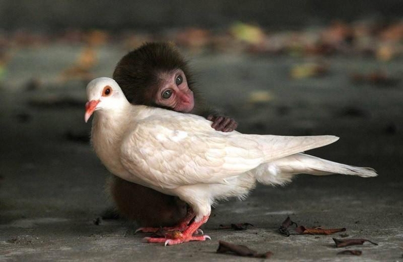 The most touching examples of friendship among animals