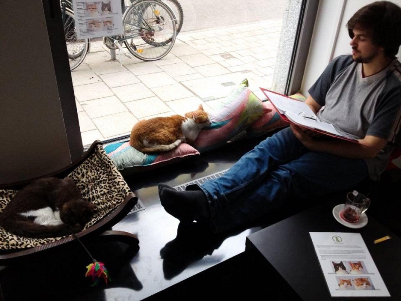 The most unusual &quot;cat&quot; cafes from around the world
