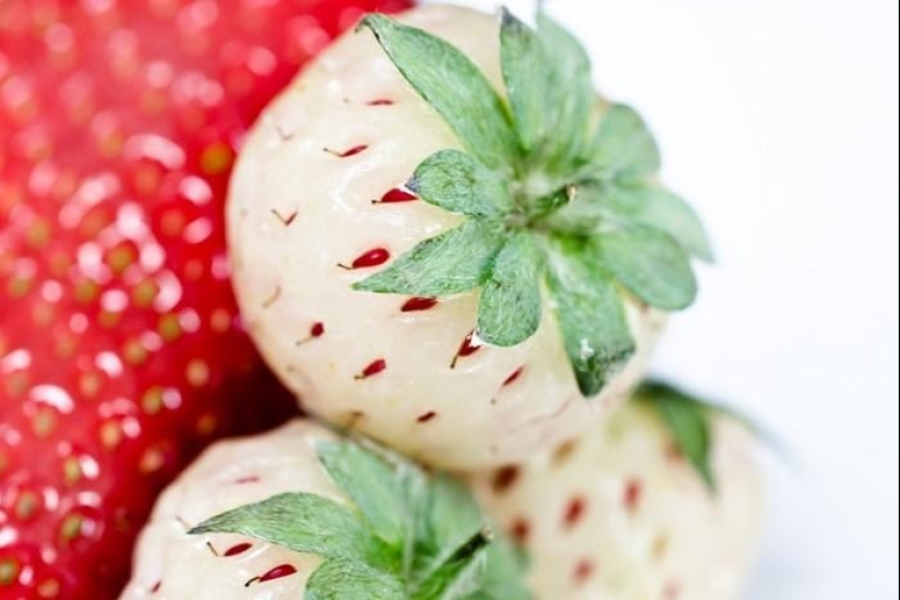 The most unusual fruits and vegetables on the shelves