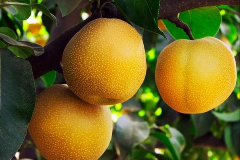 The most unusual fruits and vegetables on the shelves