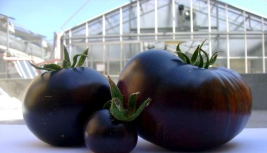 The most unusual fruits and vegetables on the shelves