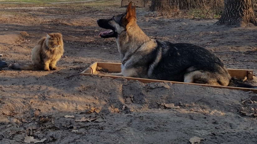 The mustachioed provocateur: how Tobik the cat trains dogs