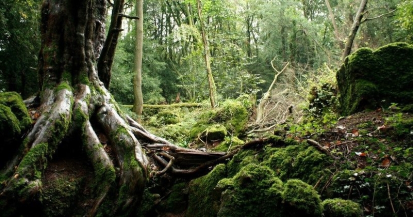The mysterious Puzzlewood forest, which gave inspiration to Tolkien himself