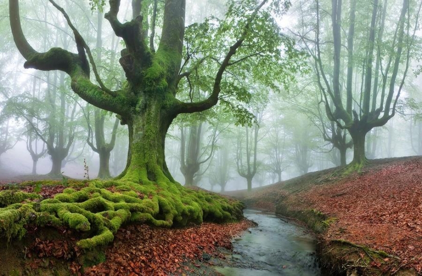 The mystical forest of the Basque Country