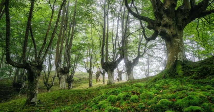 The mystical forest of the Basque Country