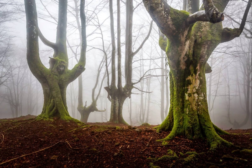 The mystical forest of the Basque Country