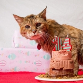 The oldest cat in the world got into the Guinness Book of Records