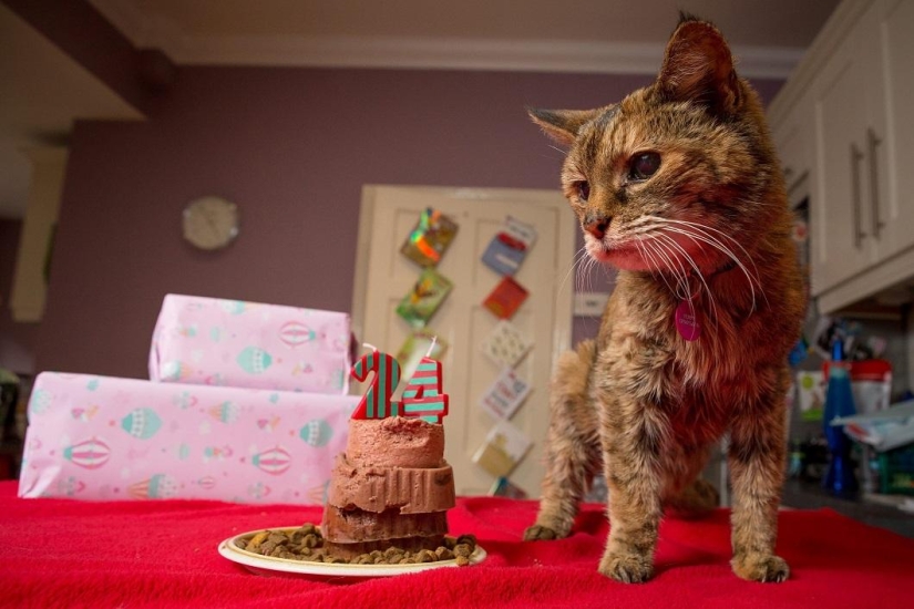 The oldest cat in the world got into the Guinness Book of Records