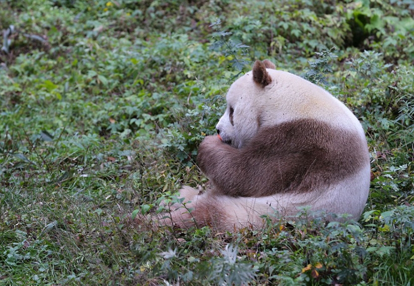 The only brown panda in the world who was abandoned by her mother has finally found her happiness