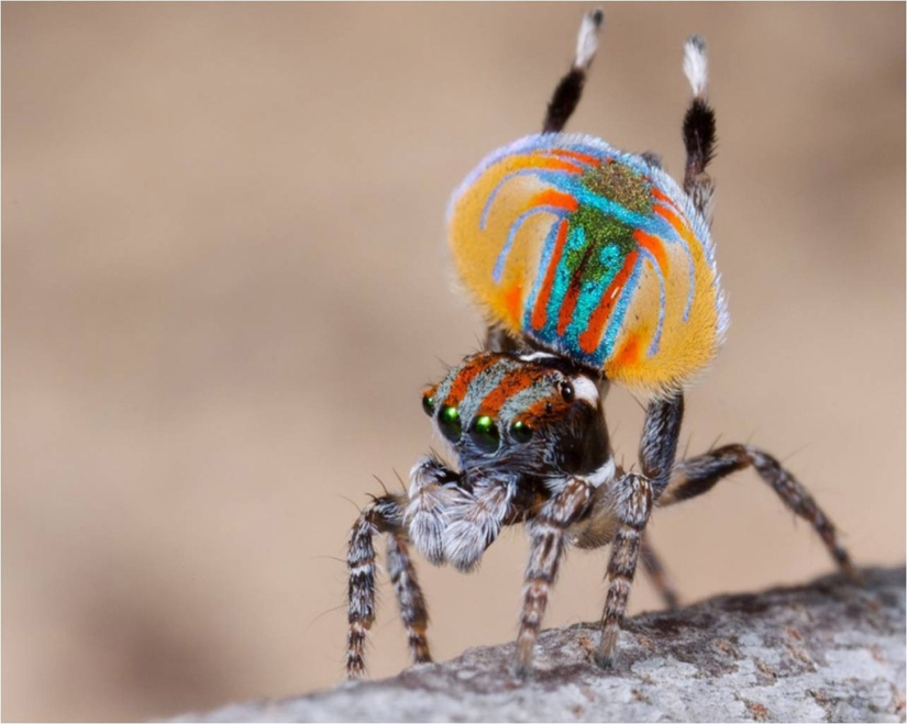 The Peacock Spider