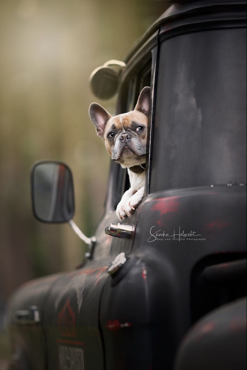 The perfect combination: dogs and vintage cars
