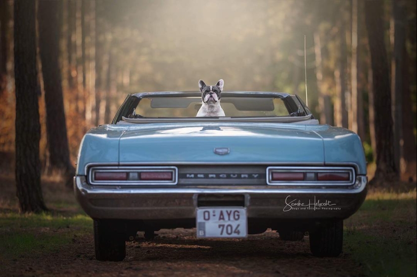 The perfect combination: dogs and vintage cars