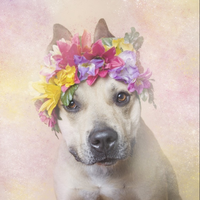 The Power of colors: the reverse side of Pit bulls