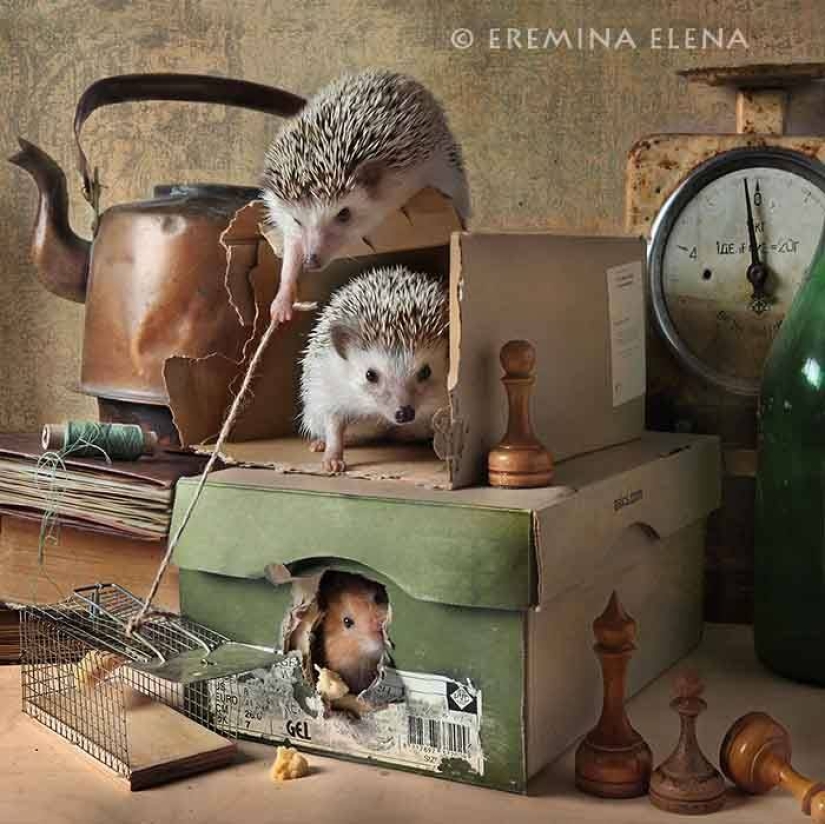 The secret life of hedgehogs in the lens of Elena Eremina