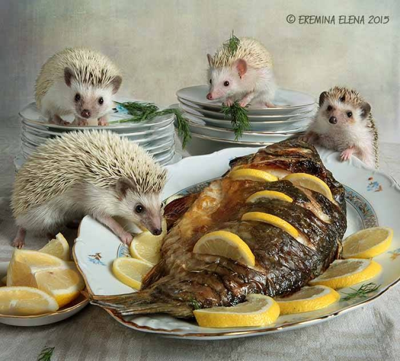 The secret life of hedgehogs in the lens of Elena Eremina
