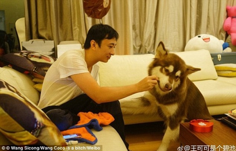 The son of the richest Chinese man bought his dog eight iPhone 7s: the question is, what for?