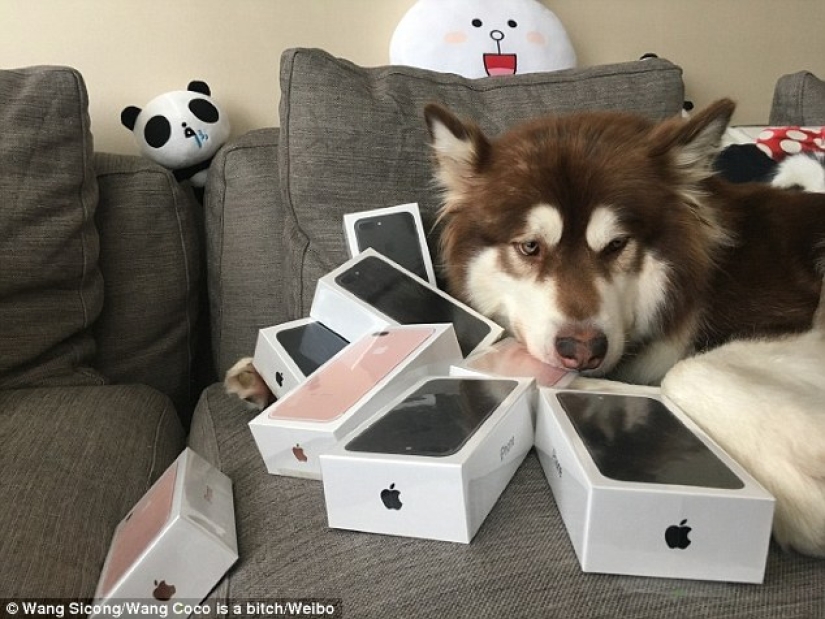The son of the richest Chinese man bought his dog eight iPhone 7s: the question is, what for?