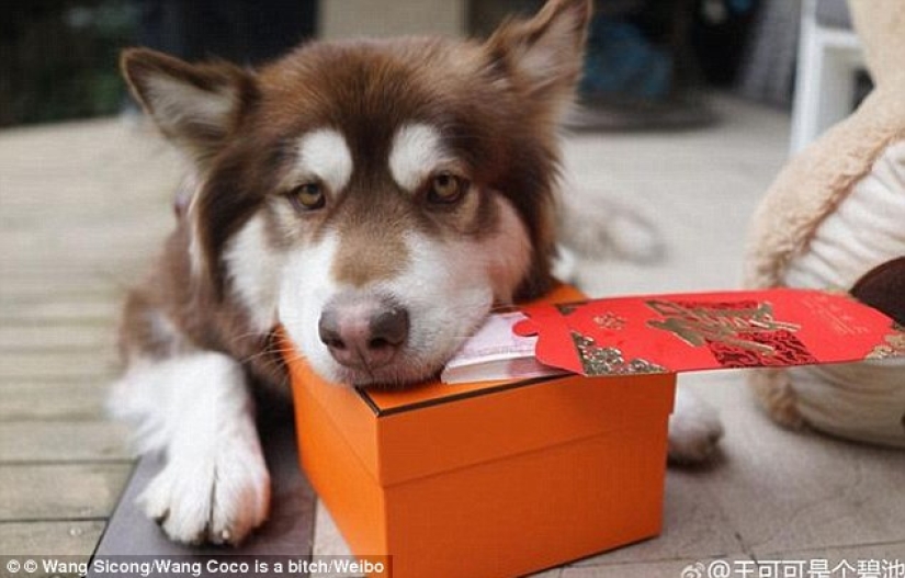 The son of the richest Chinese man bought his dog eight iPhone 7s: the question is, what for?