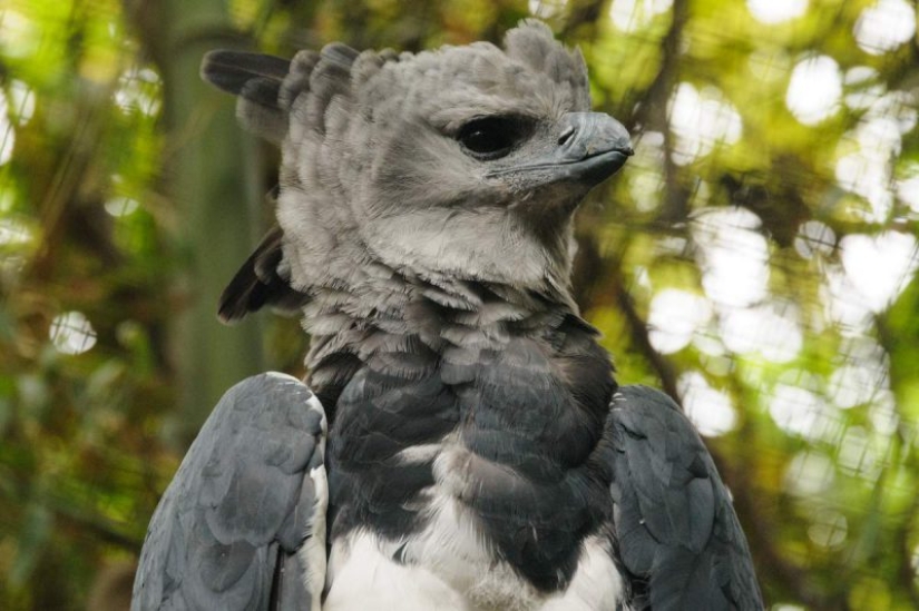 The South American harpy — a bird, the existence of which is hard to believe