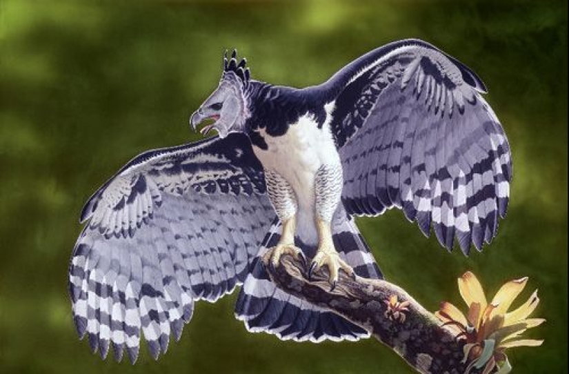 The South American harpy — a bird, the existence of which is hard to believe