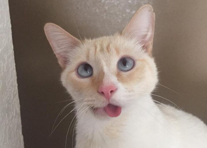 The story of a smiling kitty who almost lost her jaw and life