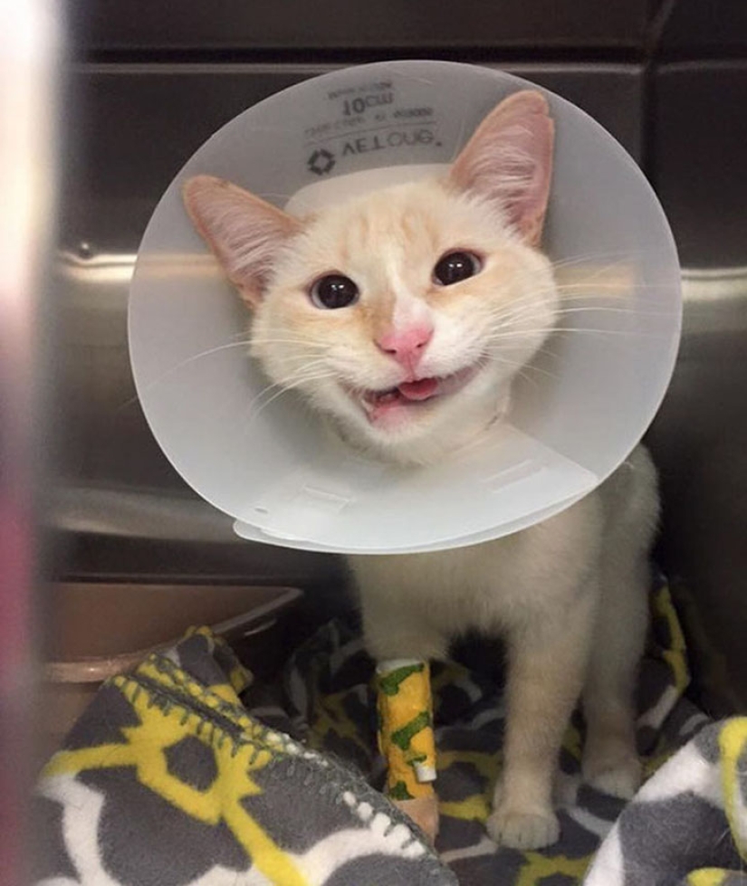 The story of a smiling kitty who almost lost her jaw and life