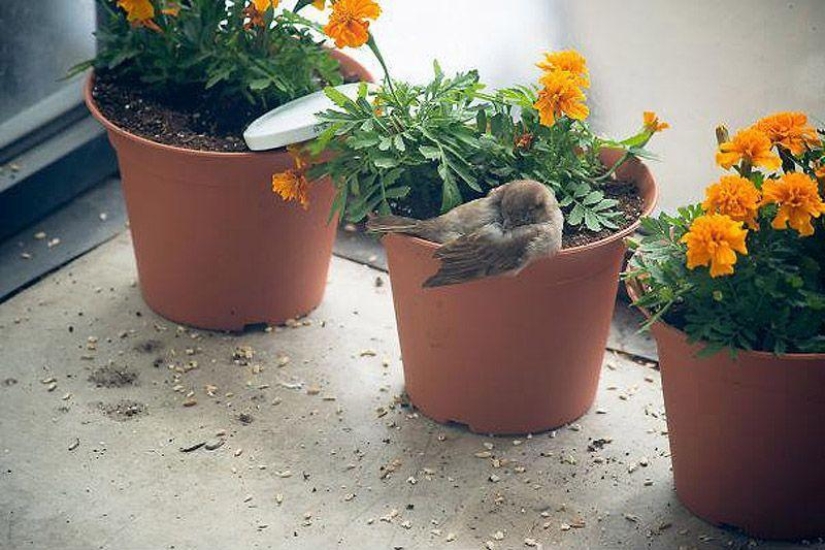 The story of a sparrow chick and human kindness