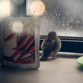 The story of a sparrow chick and human kindness