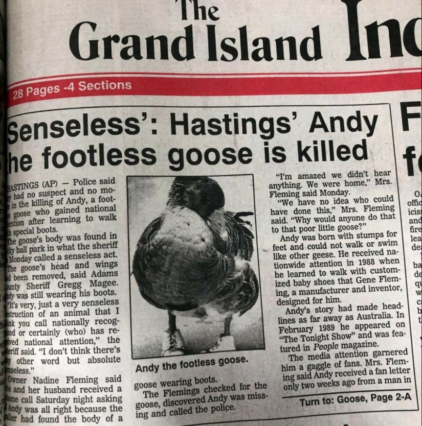 The story of Andy - a gray goose in children&#39;s sneakers