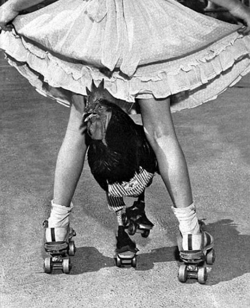 The story of Buster, the rooster who could rollerblade
