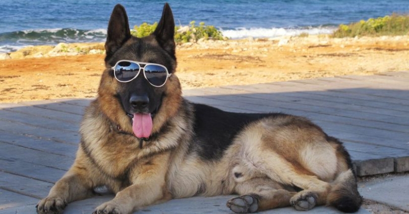 The story of Gunther IV, the richest dog on the planet