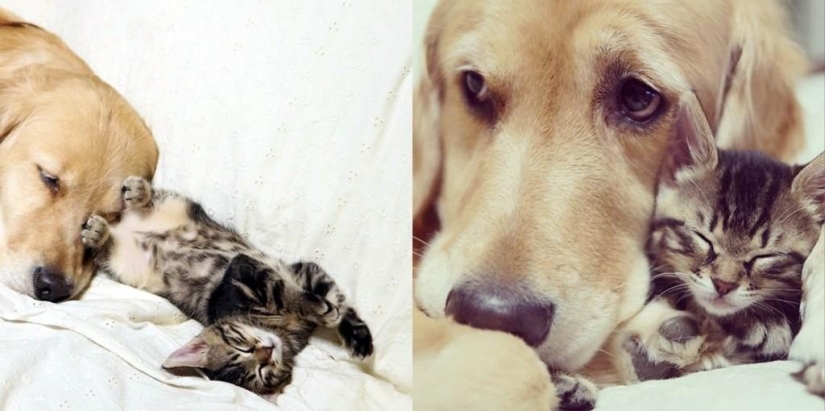 The story of how a dog adopted a cat