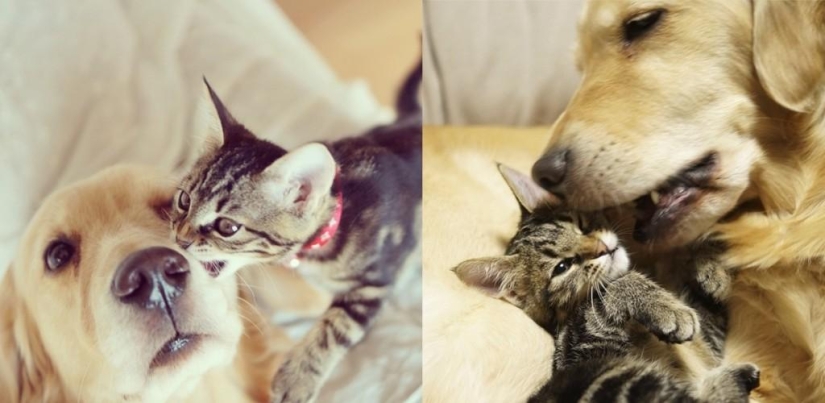 The story of how a dog adopted a cat