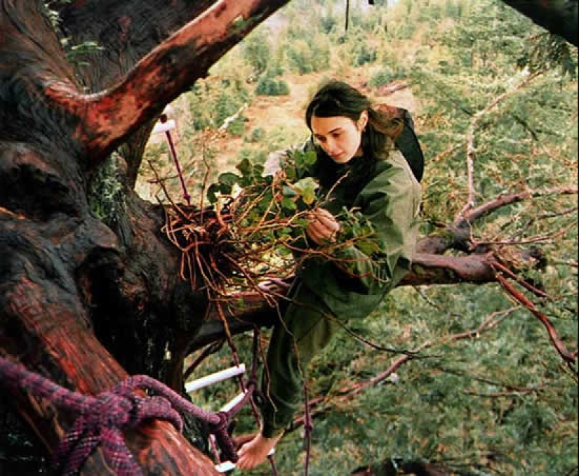 The story of Julia &quot;Butterfly&quot;, a girl who lived in a tree for 2 years