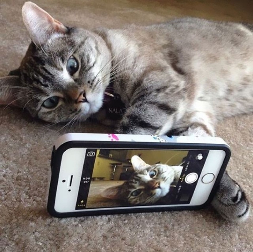 The story of the most famous Instagram cat