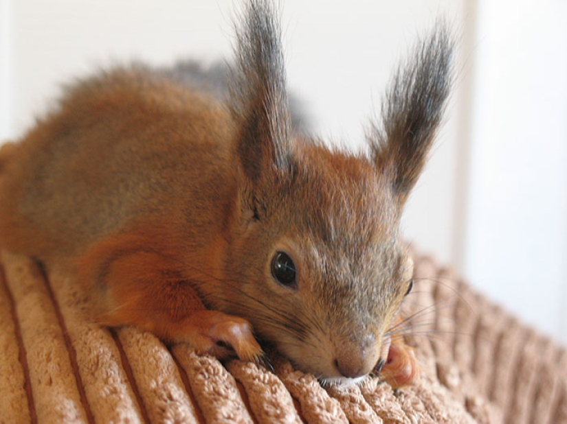 The story of the rescue of a wounded squirrel