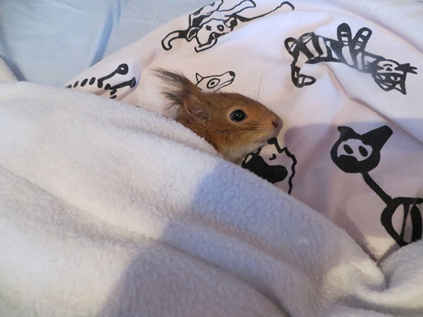 The story of the rescue of a wounded squirrel