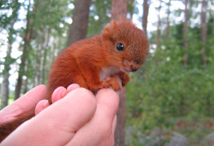 The story of the rescue of a wounded squirrel