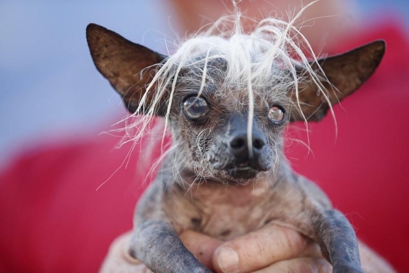 The ugliest dog in the world in 2014