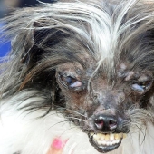 The ugliest dog in the world in 2014