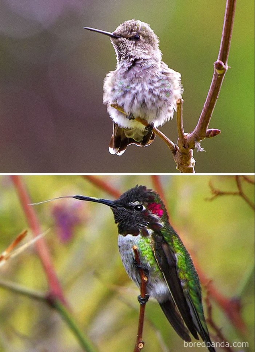 The Ugly Duckling and his 40 friends: what do the chicks of famous (and not so) birds look like